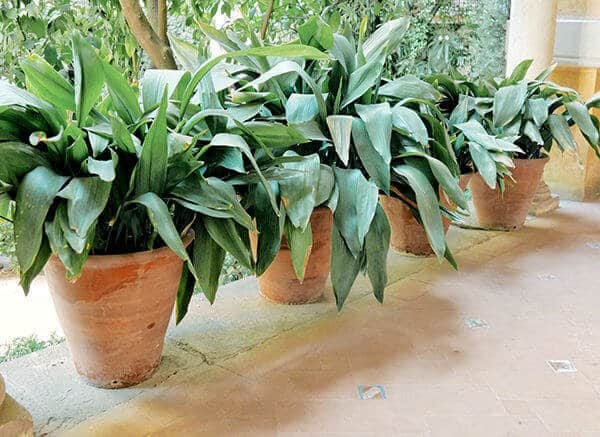 musee-sorolla-garden-potplants